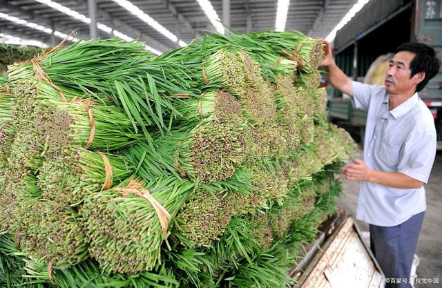 地攤經濟 打通農產品銷售“最后一公里”的活力密碼